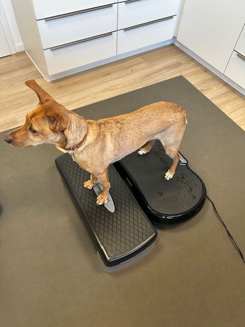 Physiotherapie_Vibrationsboard